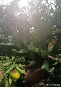 配资炒股方法|从陈皮的基本面分析其未来行情走势